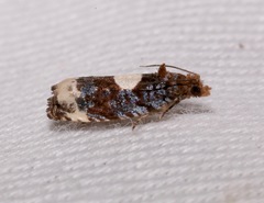 Olethreutes devotana