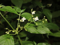 Klaprothia mentzelioides