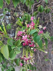 Combretum indicum