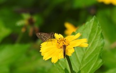 Vehilius stictomenes