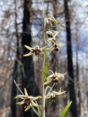 Fritillaria brandegeei