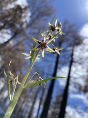 Fritillaria brandegeei