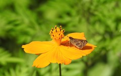 Vehilius stictomenes