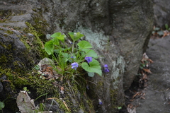 Viola selkirkii