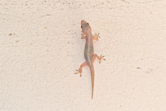 Hemidactylus mabouia