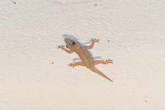 Hemidactylus mabouia