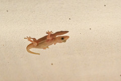 Hemidactylus mabouia