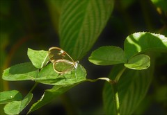 Episcada hymenaea