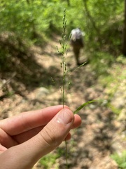 Poa sylvestris