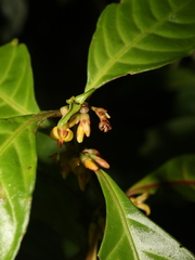 Hoffmannia longipetiolata