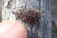 Mitophyllus