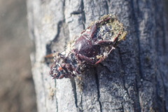 Mitophyllus