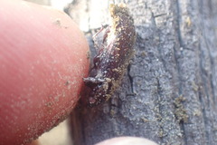Mitophyllus
