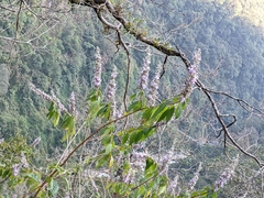 Pseudocaryopteris bicolor
