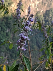 Pseudocaryopteris bicolor