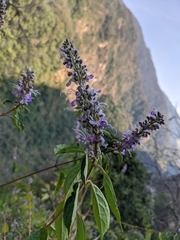 Pseudocaryopteris bicolor