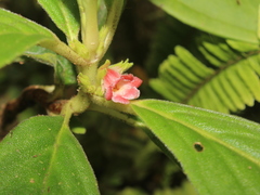 Rufodorsia congestiflora