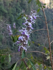 Pseudocaryopteris bicolor