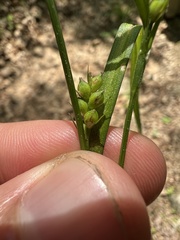 Carex oligocarpa
