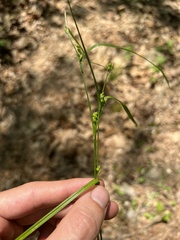 Carex oligocarpa