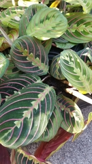 Maranta