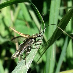 Oedemera nobilis