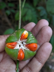 Dysoxylum spectabile