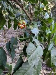 Dysoxylum spectabile