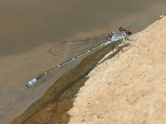 Pseudagrion sublacteum sublacteum