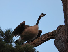 Branta canadensis