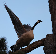 Branta canadensis