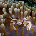 Anemone Porcelain Crab - Photo (c) Mark Rosenstein, some rights reserved (CC BY-NC-SA)