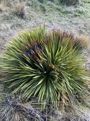 Aciphylla aurea