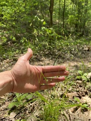 Poa wolfii