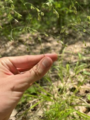 Poa wolfii