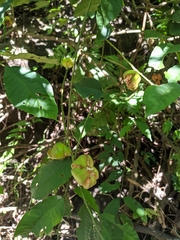 Dysoxylum spectabile