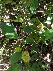 Dysoxylum spectabile