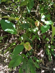 Dysoxylum spectabile