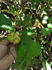 Dysoxylum spectabile