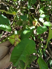 Dysoxylum spectabile