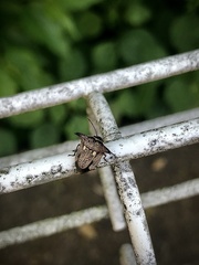 Alcimocoris japonensis