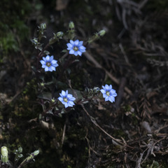 Gentiana pedicellata