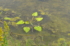 Echinodorus berteroi