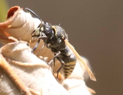 Pachodynerus guadulpensis