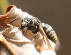 Pachodynerus guadulpensis