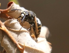 Pachodynerus guadulpensis