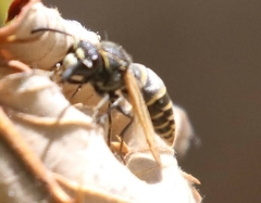 Pachodynerus guadulpensis