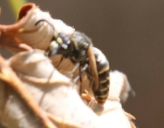 Pachodynerus guadulpensis