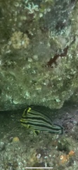 Pareques fuscovittatus