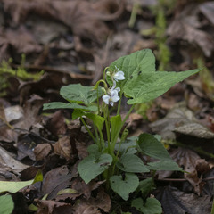 Viola canescens
